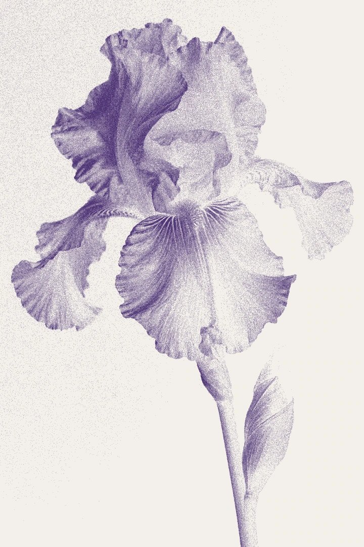 An iris rendered in violet ink on ivory paper with grit