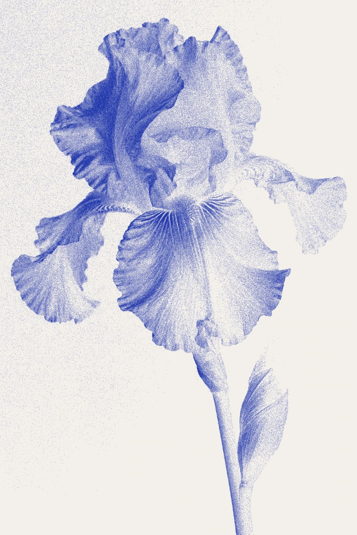 The same iris in Cobalt Study ink colors