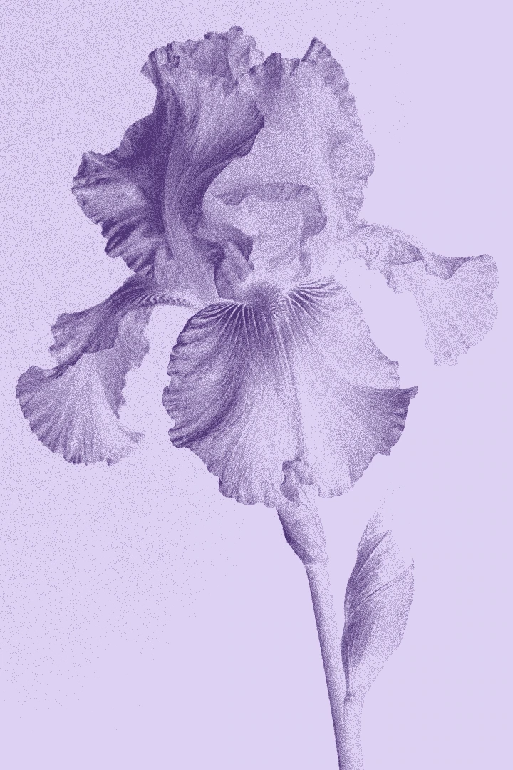 The same iris in Orchid Notes ink colors